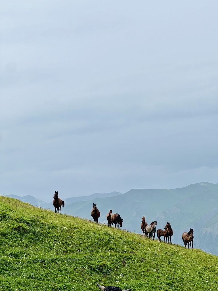 Wild horses grazing on a misty hillside in Svaneti