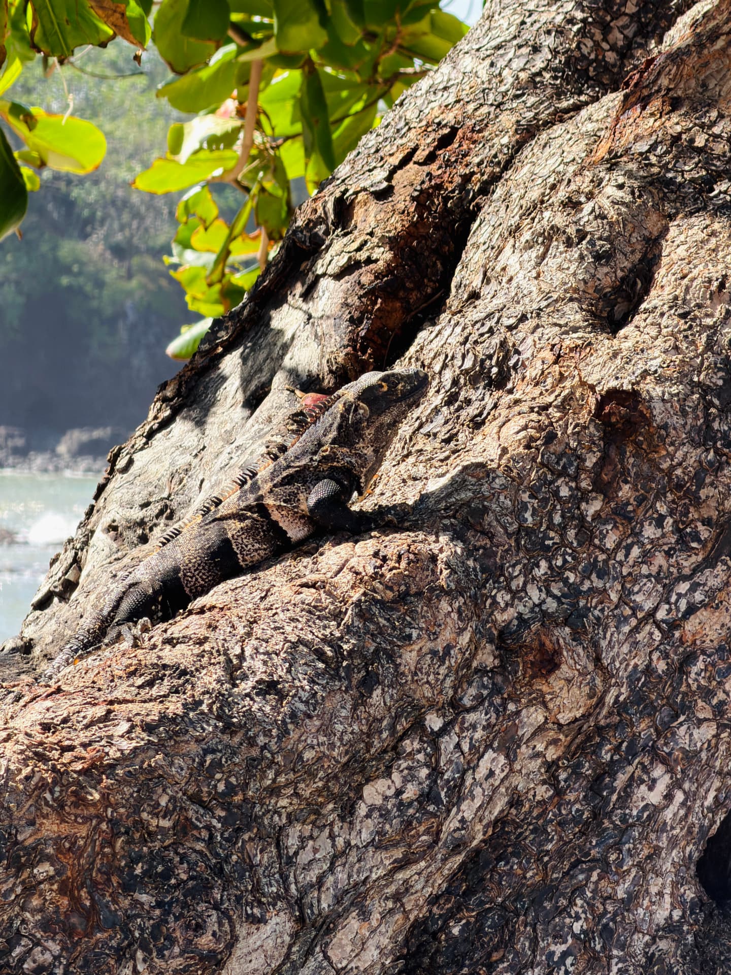 Iguana sunning itself on a tree trunk by the coast