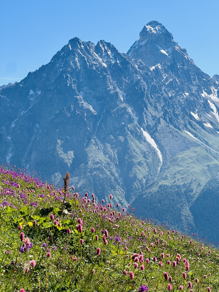 Pink wildflower meadow in bloom beneath a sharp peak
