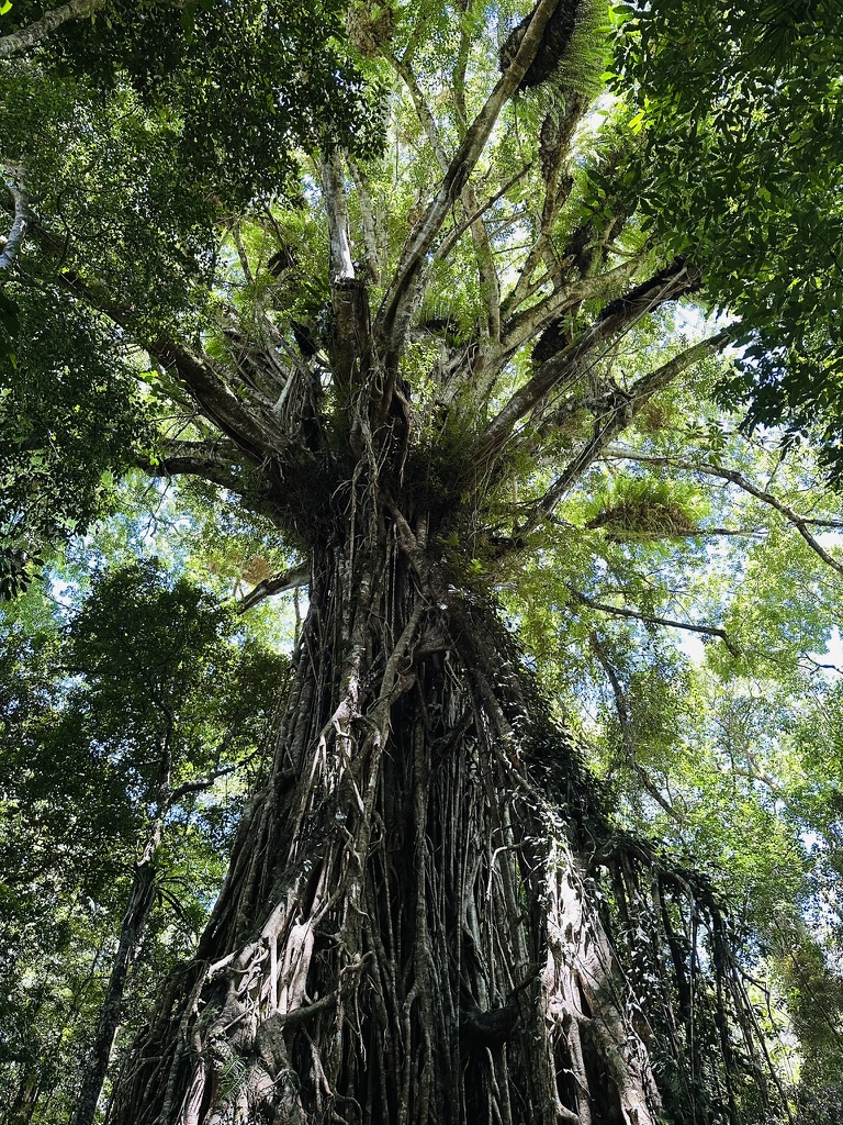 Ancient tree rising into a dense tropical rainforest canopy