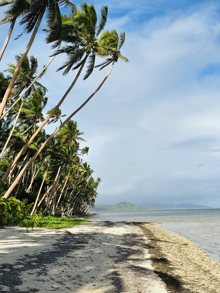 Leaning palm trees over a quiet island beach at low tide
