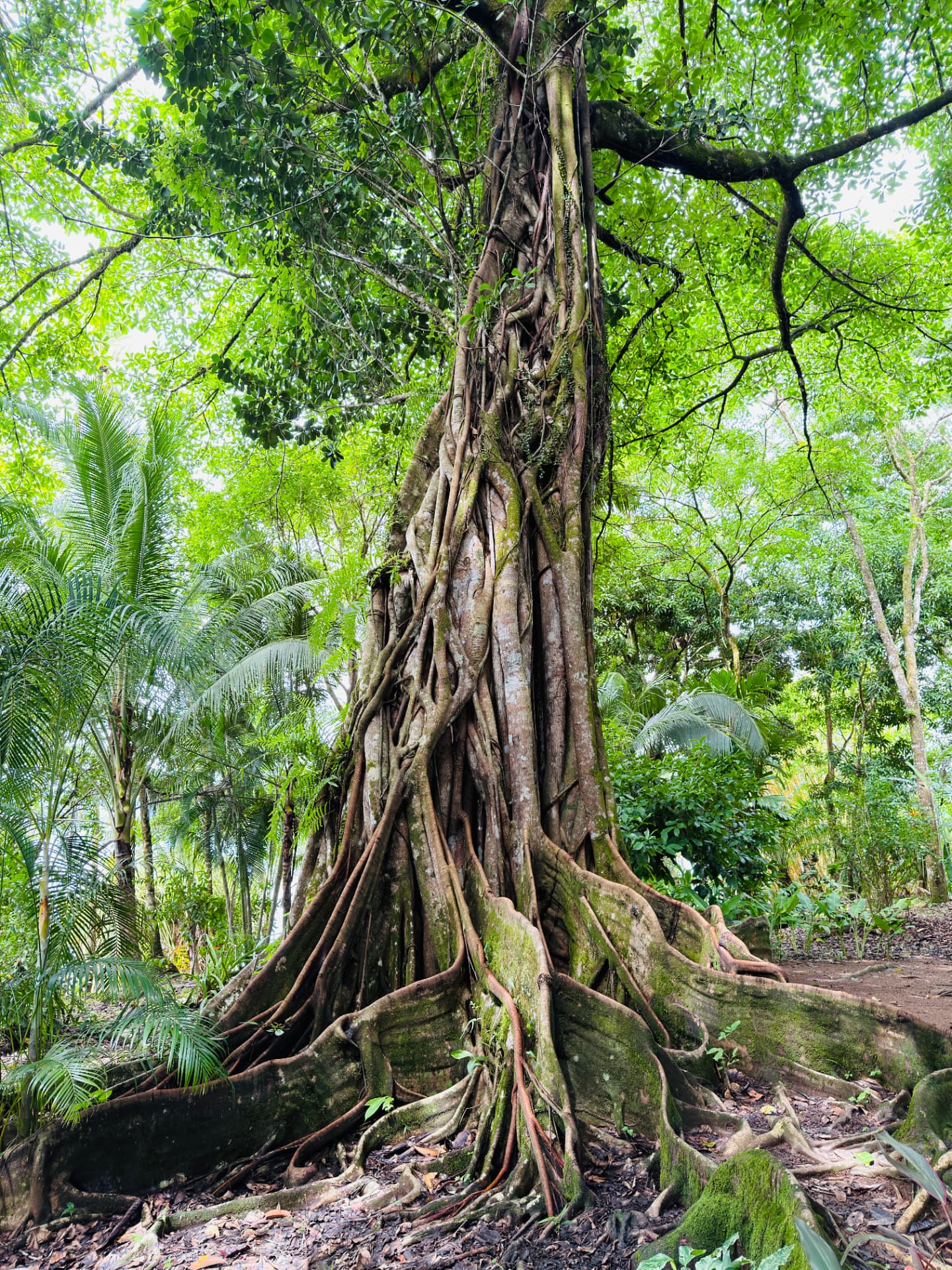 Giant fig tree with tangled buttress roots in the forest