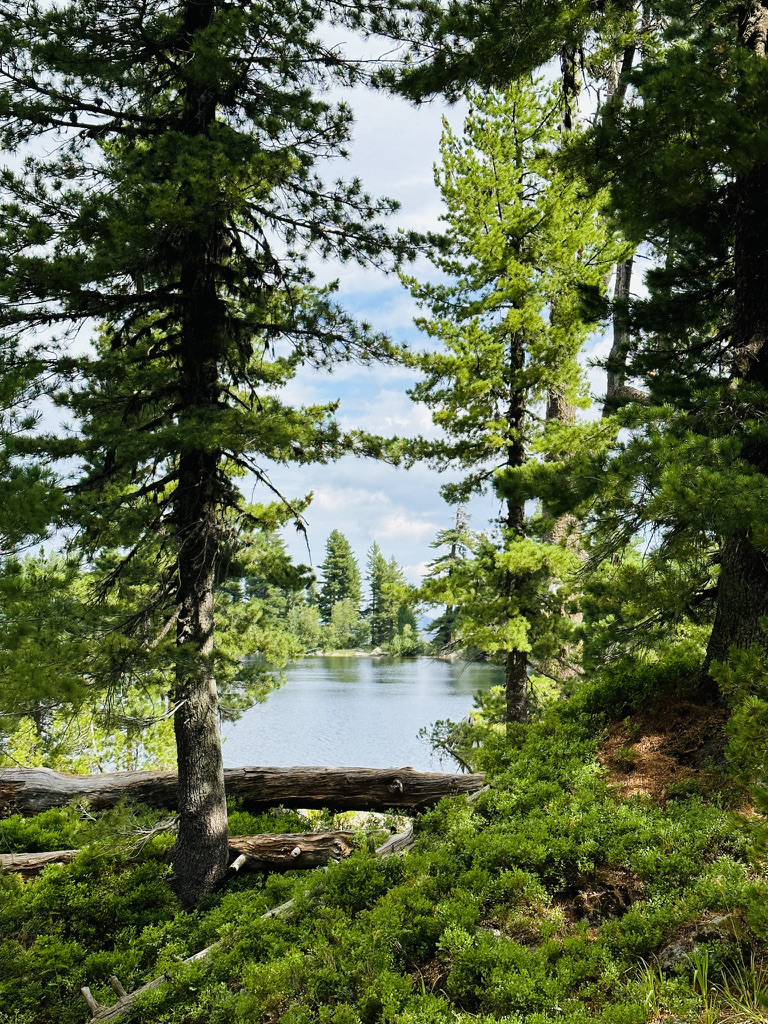 Still mountain lake glimpsed through a wall of mountain pines