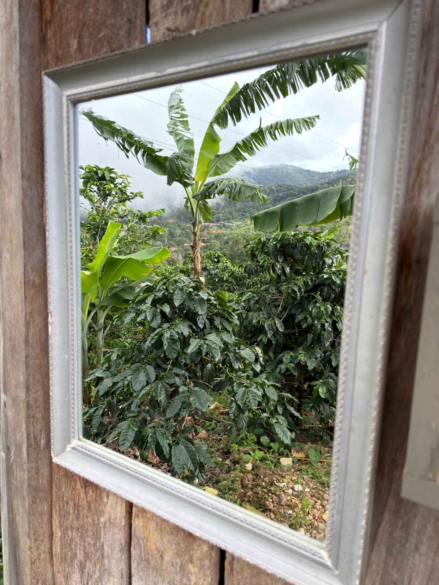 Mirror in a wooden cabin reflecting banana and coffee plants