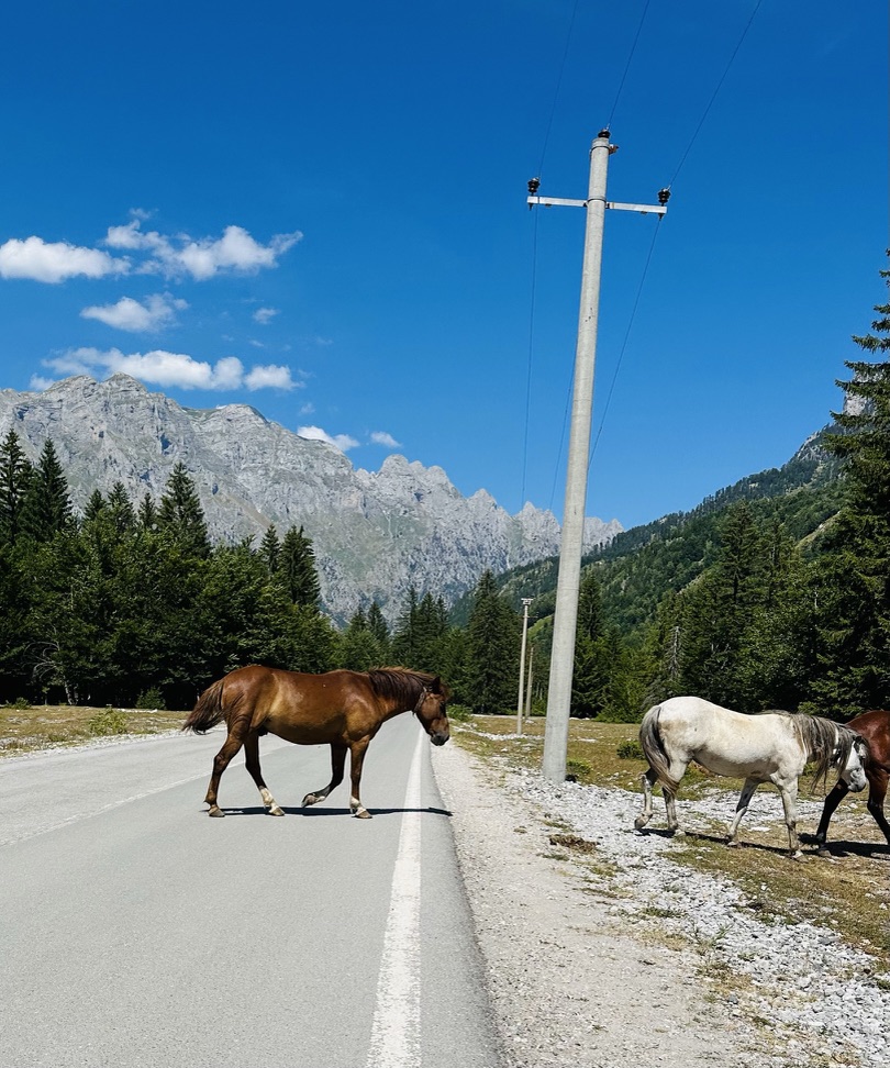 Horses wandering across a mountain road beneath jagged peaks
