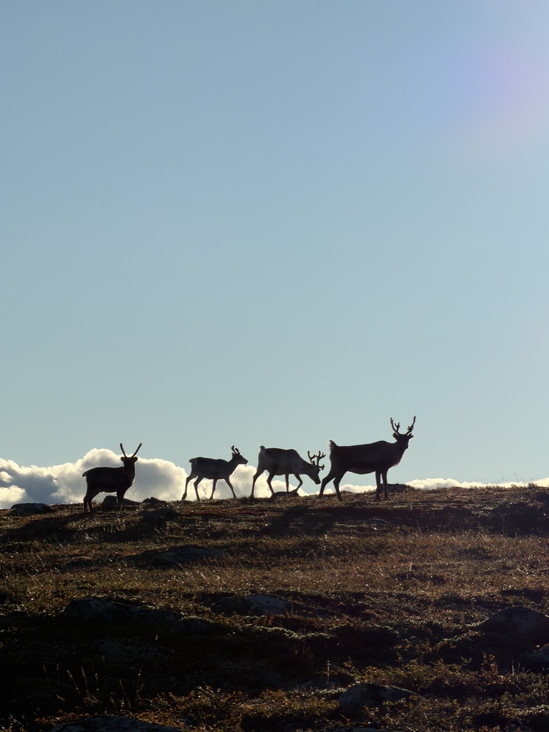 Reindeer silhouetted along a sunlit Lapland ridge