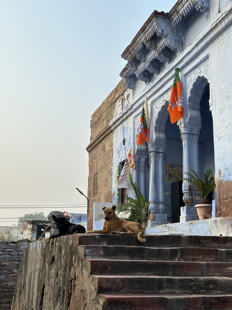 Two dogs resting on the steps of a blue-painted house