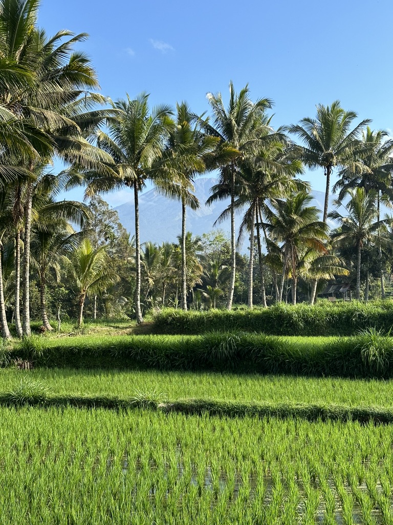 Green rice fields and palm trees beneath distant mountains