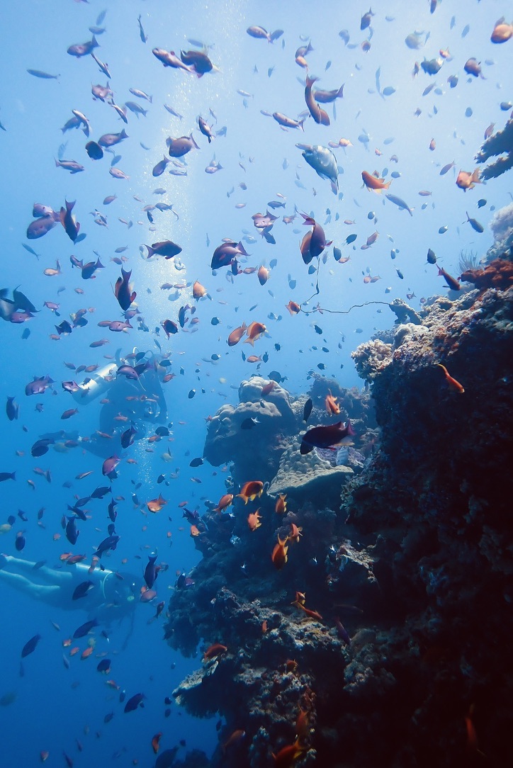 Diver among clouds of reef fish on a Fijian coral wall