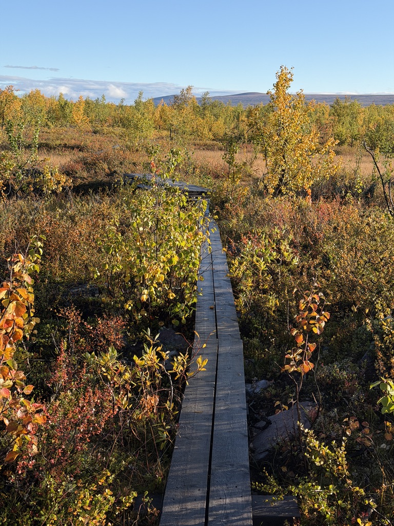 Boardwalk crossing vivid autumn scrub in Swedish Lapland