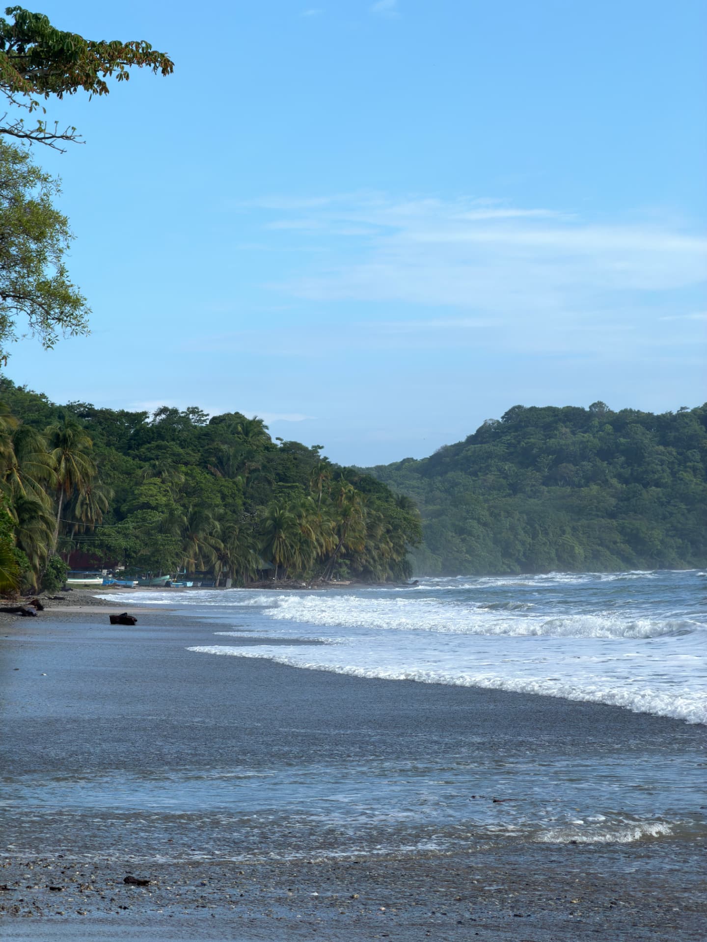 Palm-lined coast with surf rolling onto a dark-sand beach
