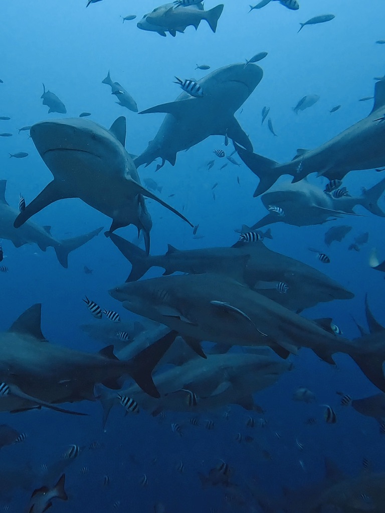 Bull sharks circling in the blue above a Fijian dive site