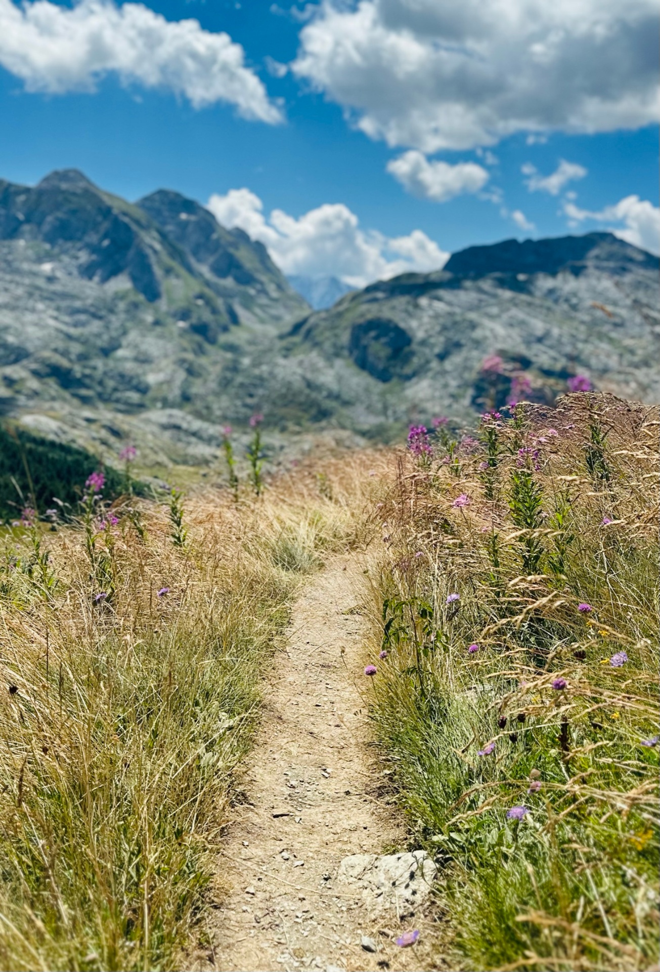 Dry-grass mountain trail lined with wildflowers leading toward the peaks