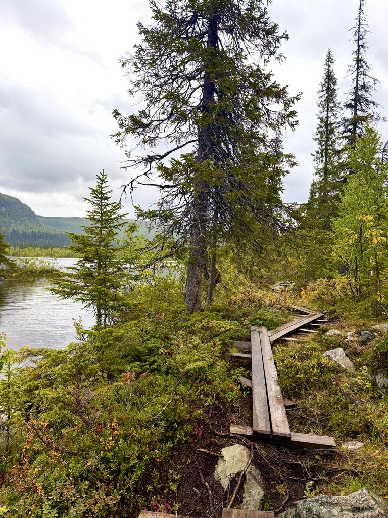 Narrow boardwalk threading through forest beside a Lapland lake