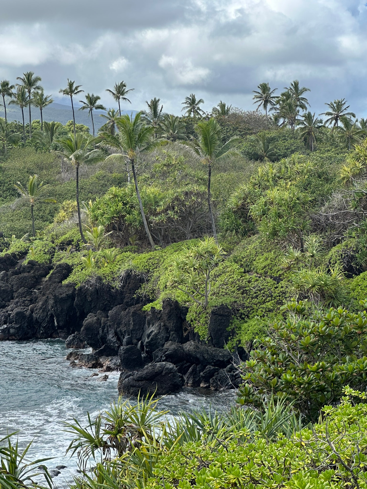 Palm trees and tropical foliage on black lava rocks above the ocean