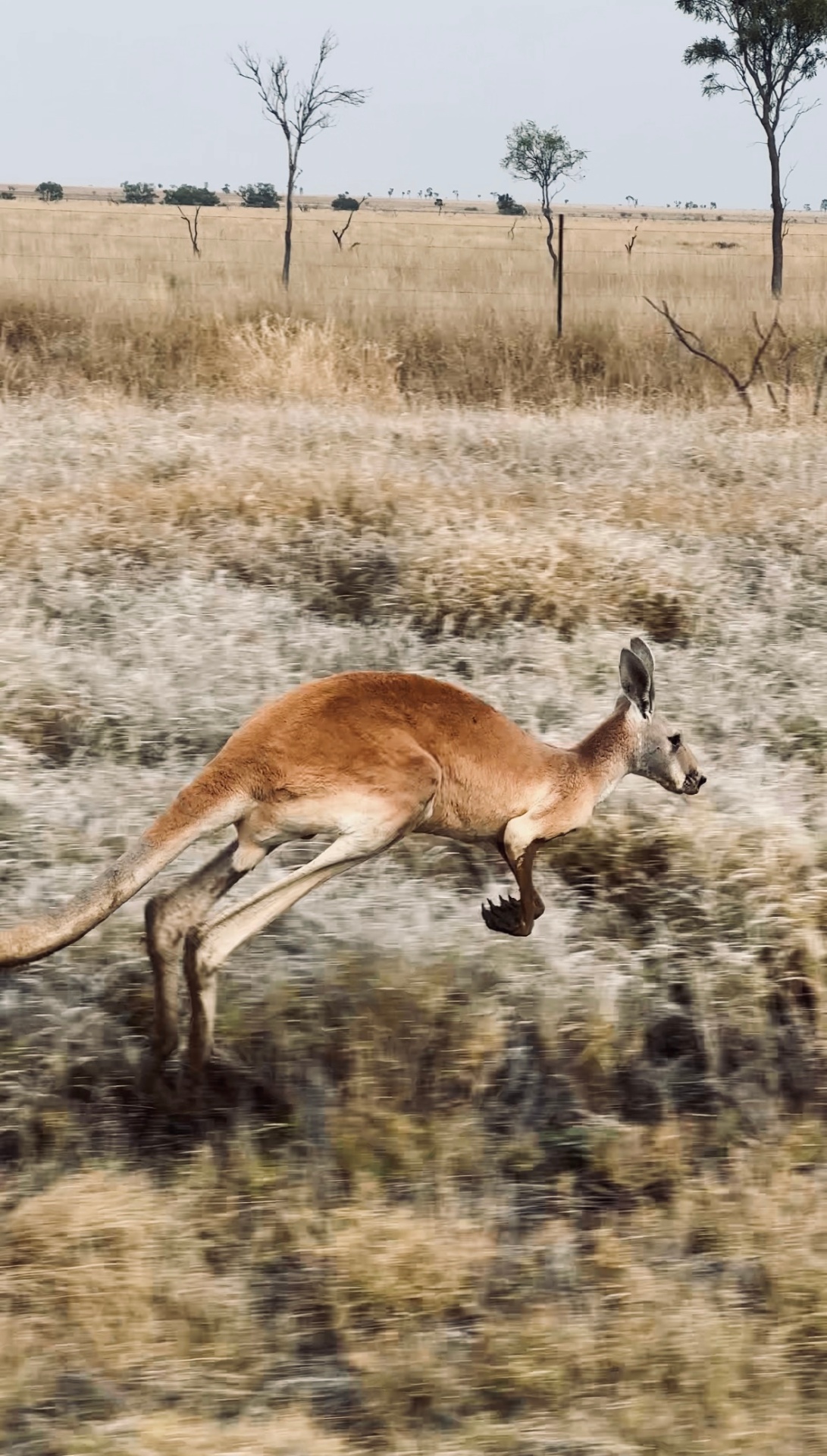 Kangaroo bounding through dry Australian grassland